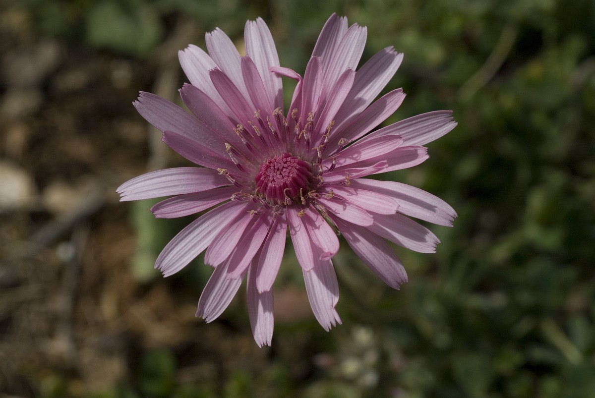 Crepis rubra